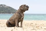 CANE CORSO 622